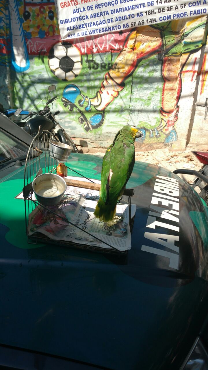 Papagaio sem anilha é resgatado de cativeiro no Catete